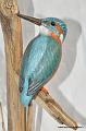 Martin_Pecheur_ 012